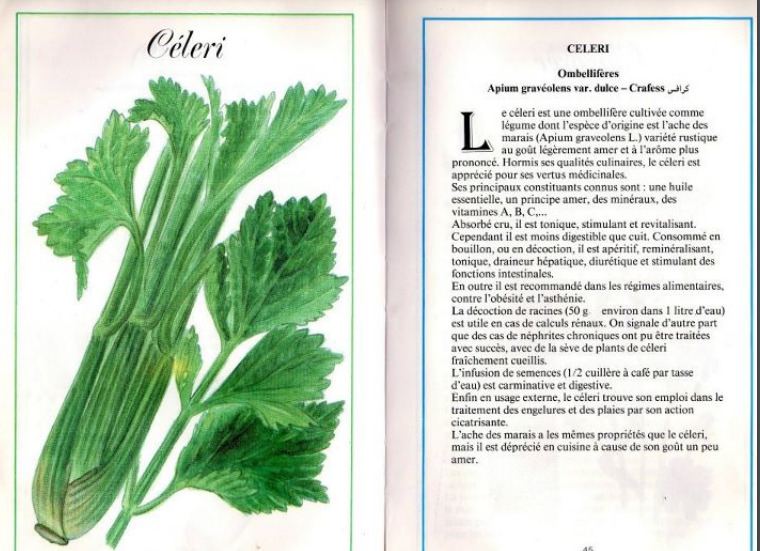 Plantes médicinales en Algérie