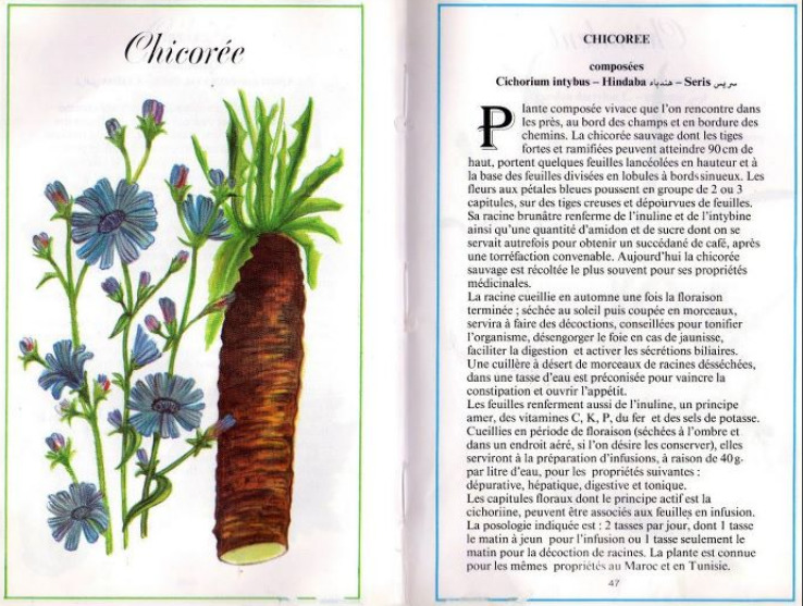 Plantes médicinales en Algérie