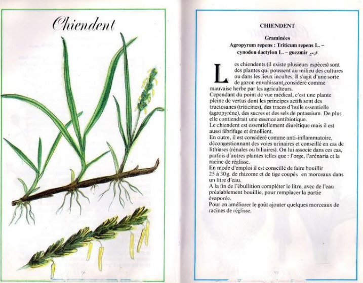 Plantes médicinales en Algérie