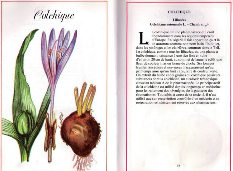 Plantes médicinales en Algérie