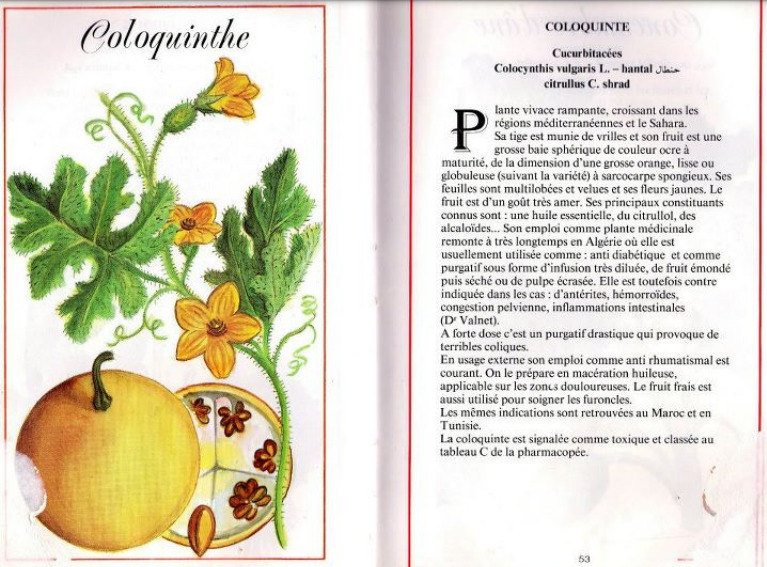 Plantes médicinales en Algérie