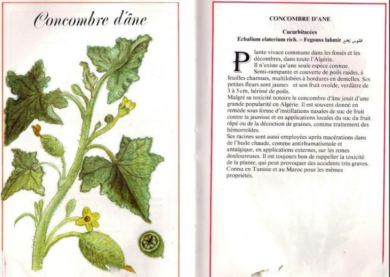 Plantes médicinales en Algérie