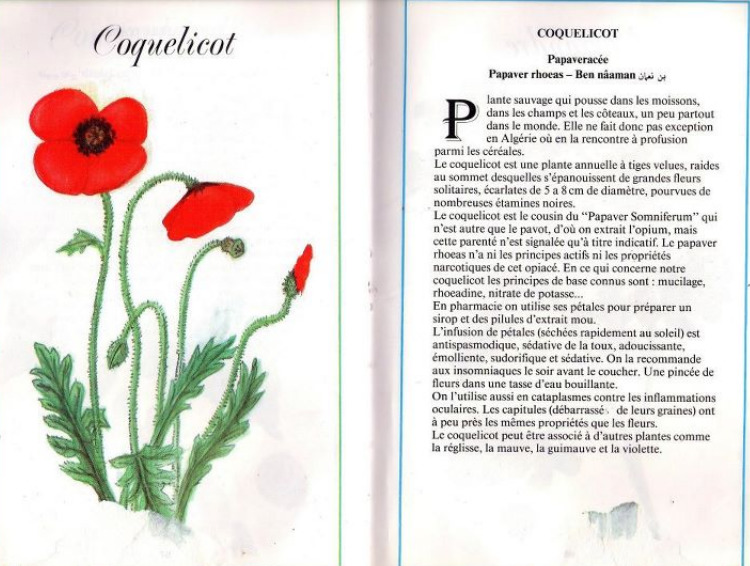 Plantes médicinales en Algérie