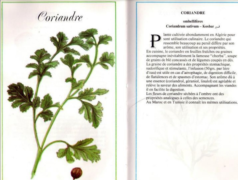 Plantes médicinales en Algérie