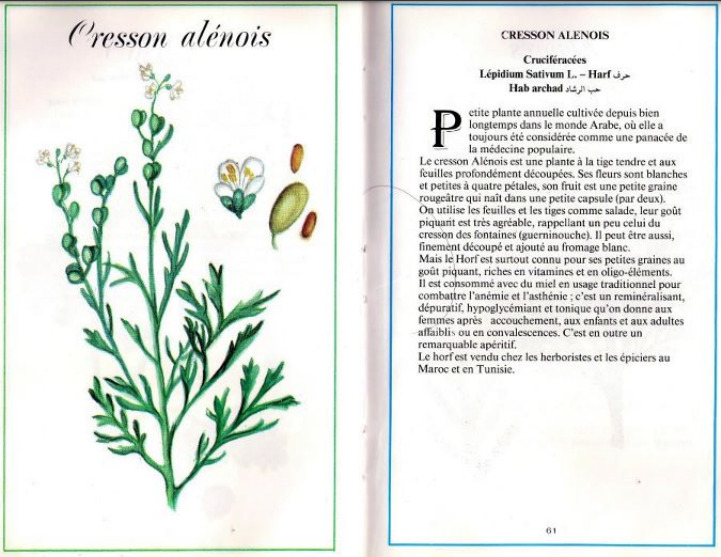 Plantes médicinales en Algérie