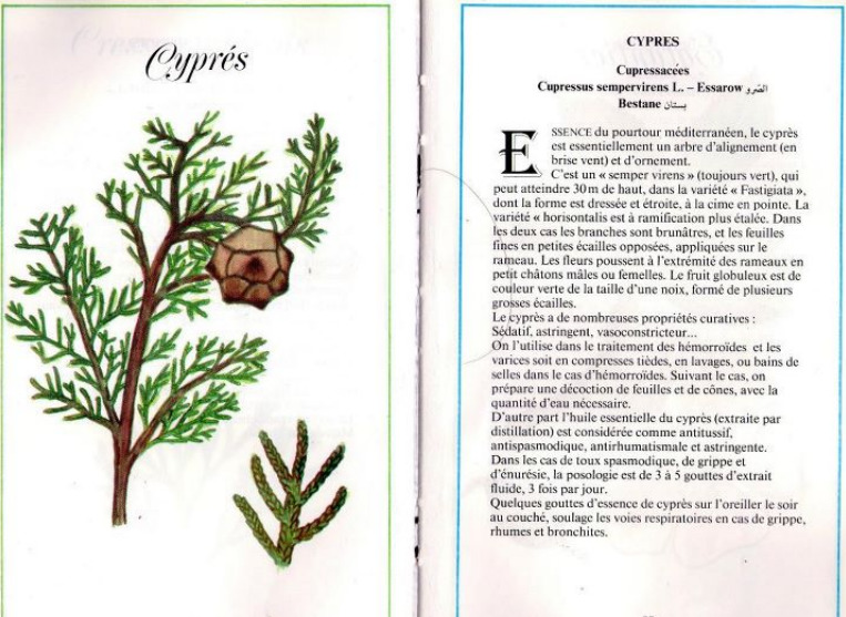 Plantes médicinales en Algérie