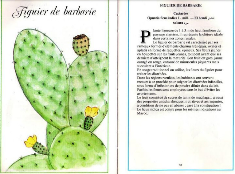 Plantes médicinales en Algérie