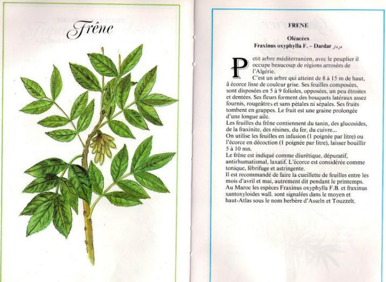 Plantes médicinales en Algérie