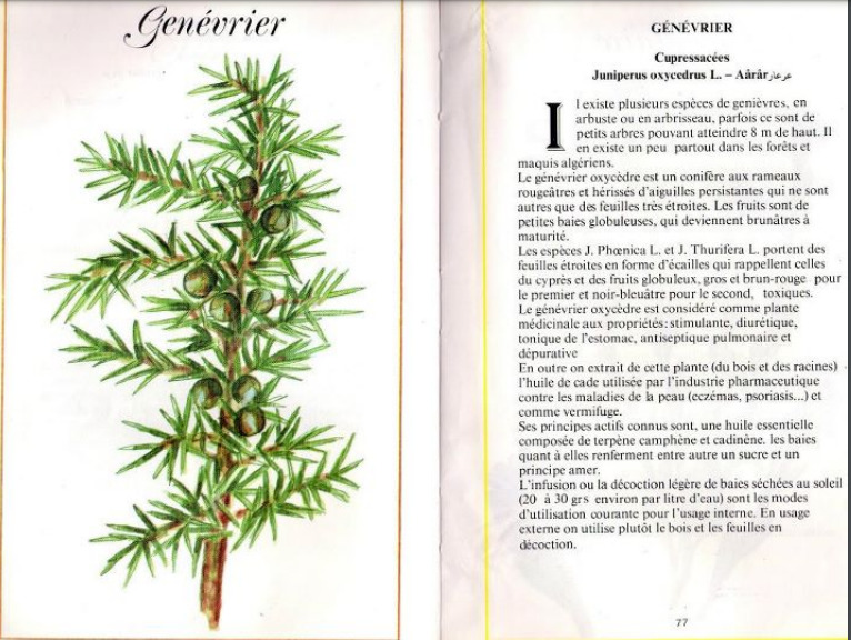 Plantes médicinales en Algérie