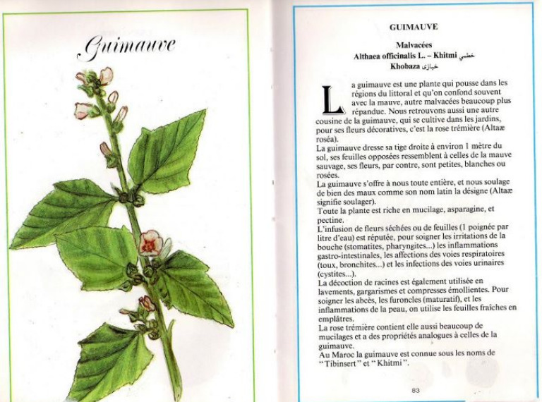 Plantes médicinales en Algérie