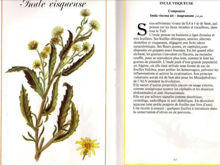 Plantes médicinales en Algérie