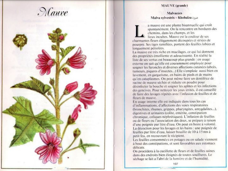 Plantes médicinales en Algérie