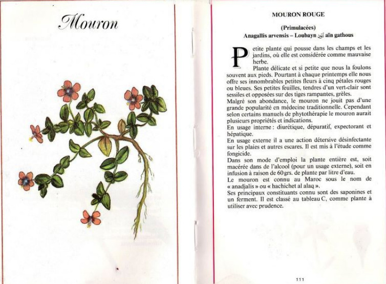 Plantes médicinales en Algérie