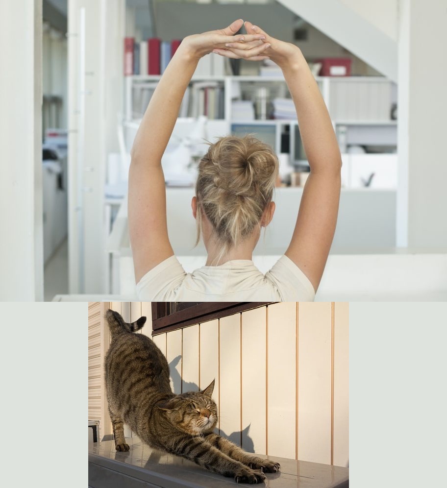 Etirez-vous comme un chat