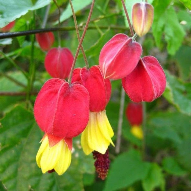L’abutilon (les plus belles fleurs tropicales )