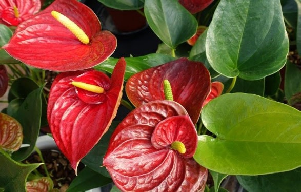 L'anthurium (les plus belles fleurs tropicales )
