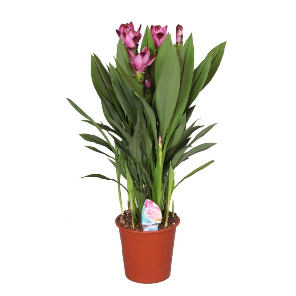 la fleur-de-curcuma (les plus belles fleurs tropicales )