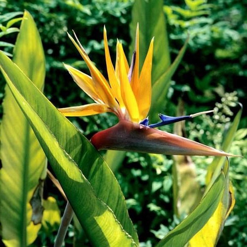 oiseau-de-paradis-strelitzia (les plus belles fleurs tropicales )