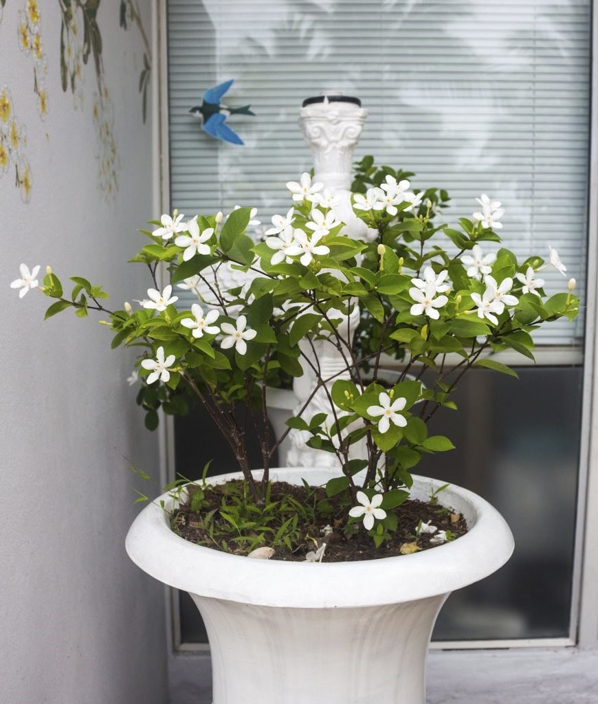 Le jasmin de Madagascar (les plus belles fleurs tropicales )