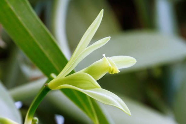 La fleur de vanille (les plus belles fleurs tropicales )