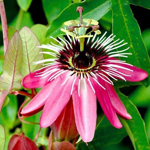 La passiflore-passiflora (les plus belles fleurs tropicales )