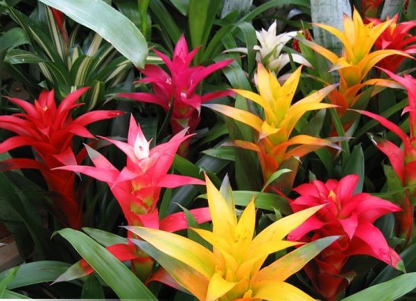 La guzmania (les plus belles fleurs tropicales )
