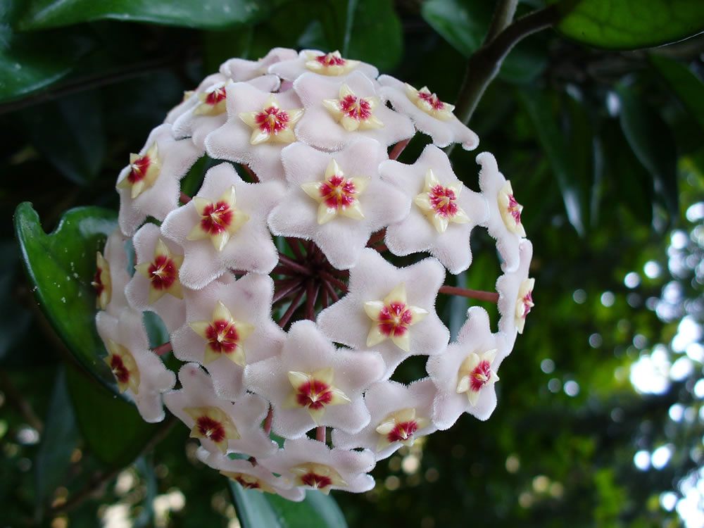 L' l'hoya carnosa parfumée (les plus belles fleurs tropicales )