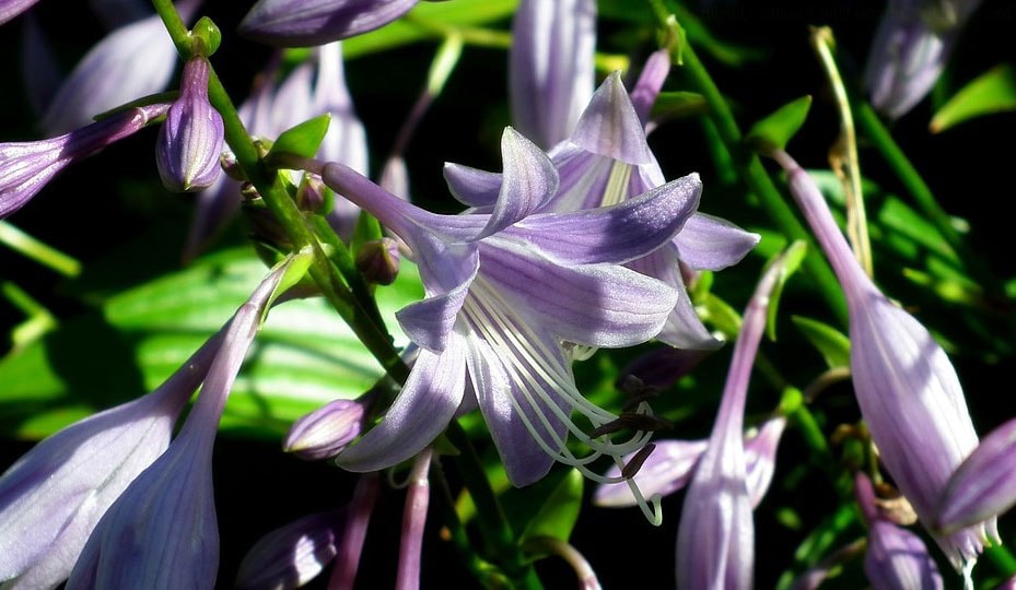 Fleur d’été l'hosta