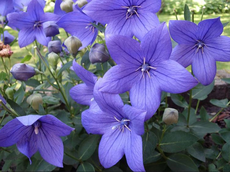 Fleur d’été le platycodon