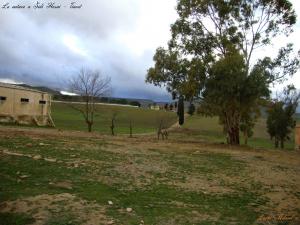 La nature a Sidi Hosni - Tiaret