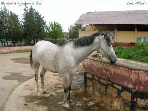 Un cheval de la jumenterie de Tiaret