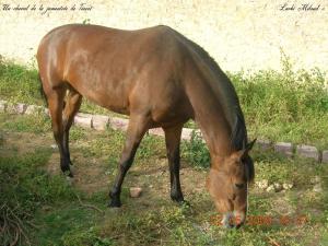 Un cheval de la jumenterie de Tiaret