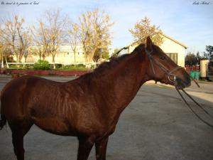 Un cheval de la jumenterie de Tiaret