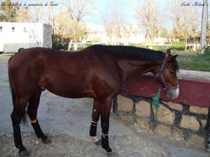 Un cheval de la jumenterie de Tiaret