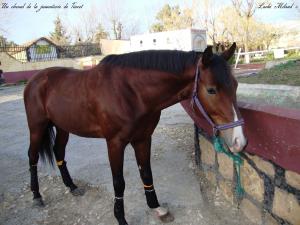 Un cheval de la jumenterie de Tiaret