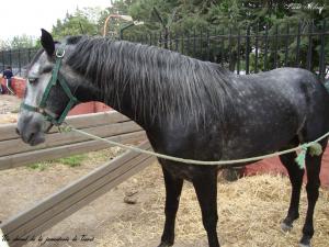 Un cheval de la jumenterie de Tiaret