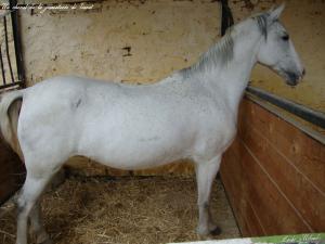 Un cheval de la jumenterie de Tiaret