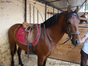 Un cheval de la jumenterie de Tiaret