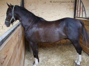Un cheval de la jumenterie de Tiaret