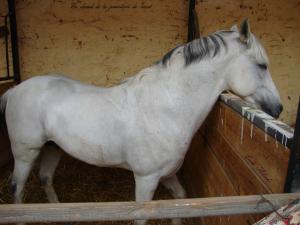 Un cheval de la jumenterie de Tiaret