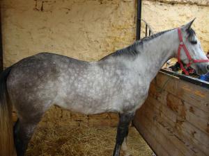 Un cheval de la jumenterie de Tiaret
