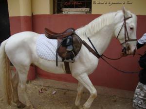 Un cheval de la jumenterie de Tiaret