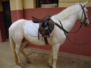 Un cheval de la jumenterie de Tiaret