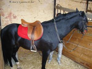 Un cheval de la jumenterie de Tiaret