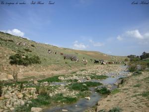 Un troupeau de vaches - Sidi Hosni - Tiaret