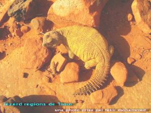 lezard  de Tiout