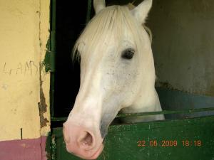 Un cheval  de la jumenterie - Tiaret