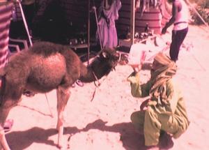 un chameau et son maitre