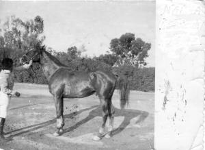 cheval de hadj eddine boucif en 1964