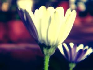 Flowers & Roses..  i love you sun